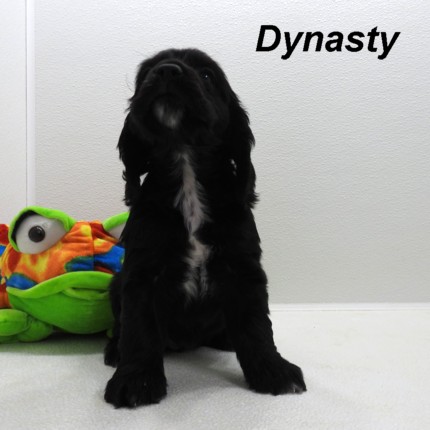 puppy, for, sale, Cocker Spaniel, Joe & Cherri  Overlease, dog, breeder, Miller, MO, dog-breeder, puppy-for-sale, forsale, nearby, find, puppyfind, locator, puppylocator, aca